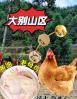母鸡吃什么粮食口感更好 一只鸡 为他吃什么才能把它养好