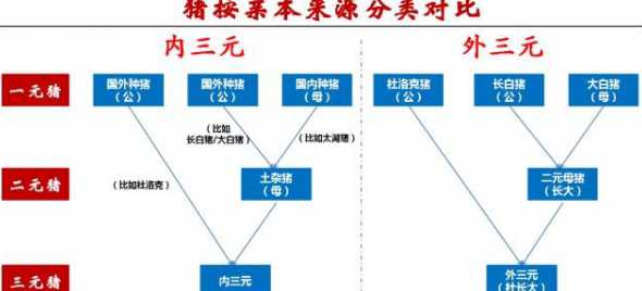 猪肉三元和外三元哪个好 猪肉外三元内三元是什么意思