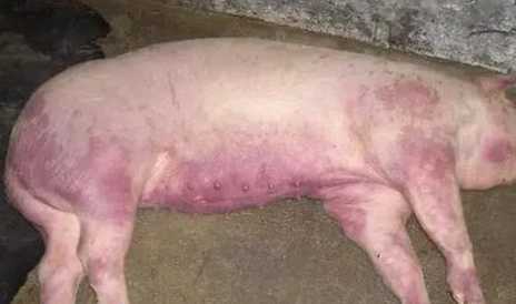 猪高热混感通过什么传播 猪得了高热病要多长时间才能恢复