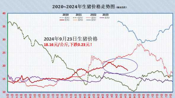 六月22日猪价2024 2024年下半年猪价大概是多少
