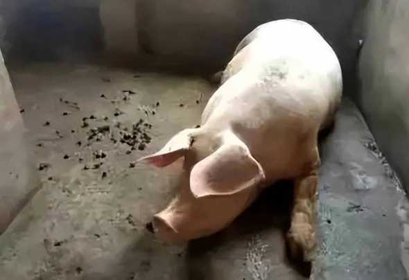 为什么仔猪吃母猪的粪便 母猪下完仔母猪一排便仔猪就拉稀