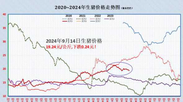 2024元月14号猪价 专家表示预计2024年猪价向下走,会重回十元时代吗