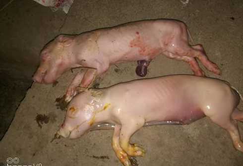 母猪产后掉下来的是什么 母猪产后流恶露是什么意思