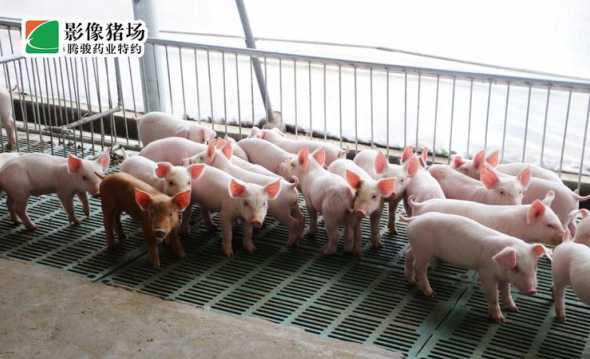 养猪厂保育区是什么意思 牧原保育好还是育肥好