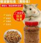 黄粉虫怎样做鸡饲料配方 鸡饲料可以喂黄粉虫吗