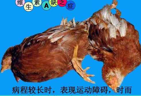 维生素过量对鸡什么危害 添加维生素越多鸡长得越快吗