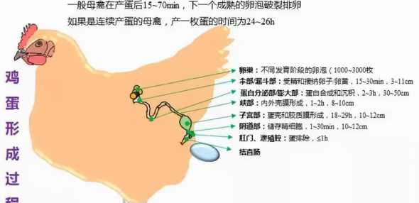 影响鸡产蛋的因素有哪些 蛋鸡产蛋性能低,和哪些因素有关