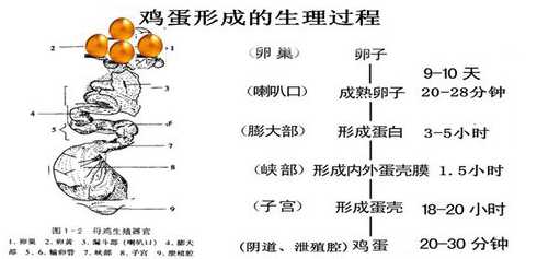 如何确定饲料的混合周期 如何正确选用配合饲料喂猪
