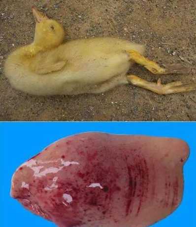肉鸭流感什么原因造成的 如何预防肉鸭发生高致病性禽流感