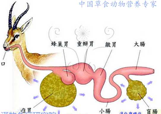 如何提高羊饲草的适口性 牧草如何消毒再饲喂牲口