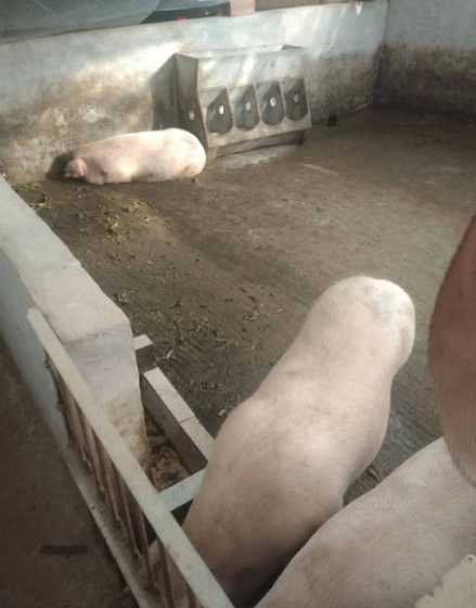 120元猪料能赚多少钱 养一头猪能赚多少钱