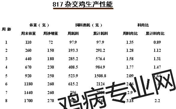 肉鸡817饲料标准大小 肉鸡饲料怎么做肉雏鸡的饲料配方推荐