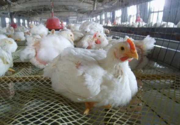 2024肉鸡一只赚多少 养一只肉鸡有多高成本