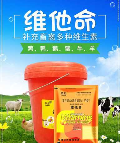 猪用维生素能用牛饲料吗 牛养殖喂猪饲料可以吗,育肥牛喂棉粕好吗