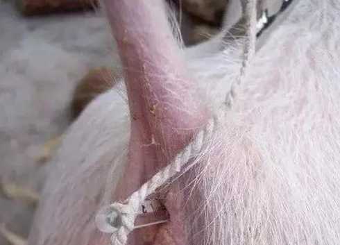 二十天的小仔猪温度多少 仔猪适应的温度是多少