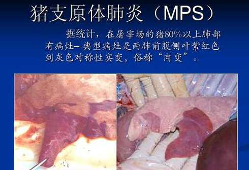 哺猪做支原体多久才能做 育肥猪得了支原体还可以做苗吗