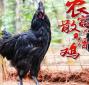 鸡使用氨基酸有什么好处 鸡需要的氨基酸有什么特点