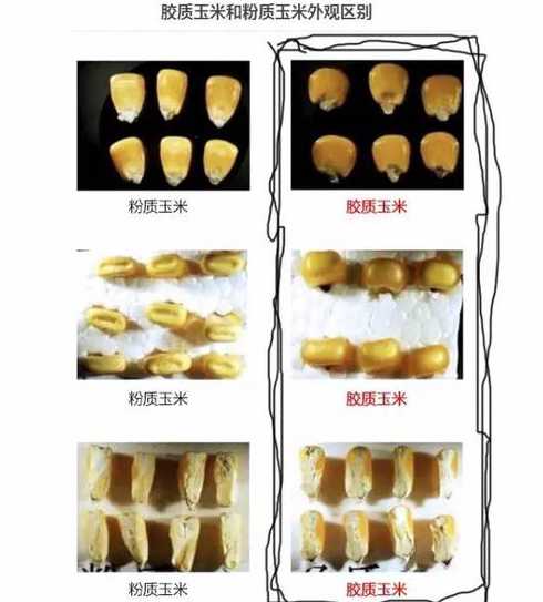 玉米在饲料配比中的作用 玉米喂猪,应该如何搭配