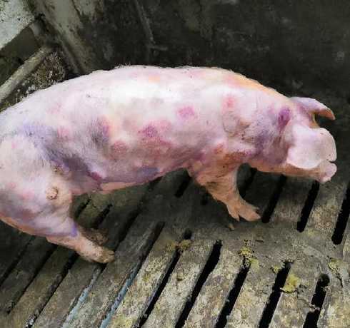 仔猪链球菌一只猪扎多少 仔猪防了伪狂犬苗和链球菌苗后呕吐和喘怎么了