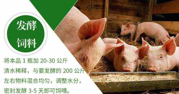 猪能不能全部喂发酵饲料 我想问问,用牛粪可以发酵成猪饲料吗