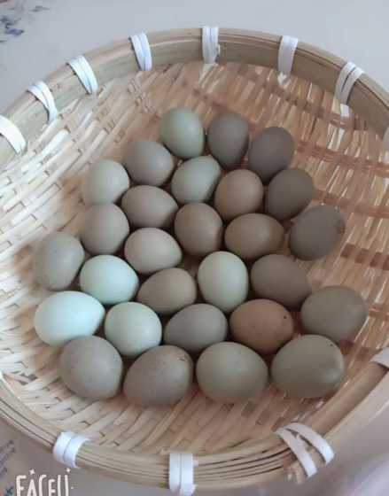 芦丁鸡吃什么蛋里有芦丁 芦丁鸡蛋孵化教程 芦丁鸡每天都会生蛋吗