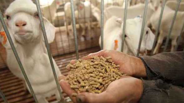 羊放牧后喂猪饲料可以吗 给羊喂猪的饲料,会发生什么可怕事情吗