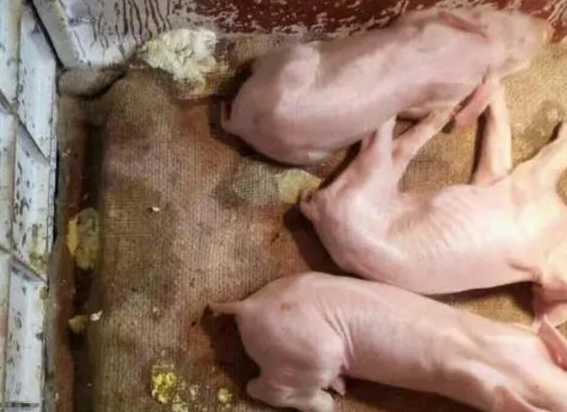 为什么猪一吃粉料就拉稀 仔猪断奶前很健康,为什么断奶后总是拉稀