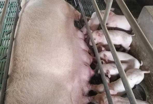 母猪下了猪喂什么饲料好 母猪分娩后最好喂什么样的饲料
