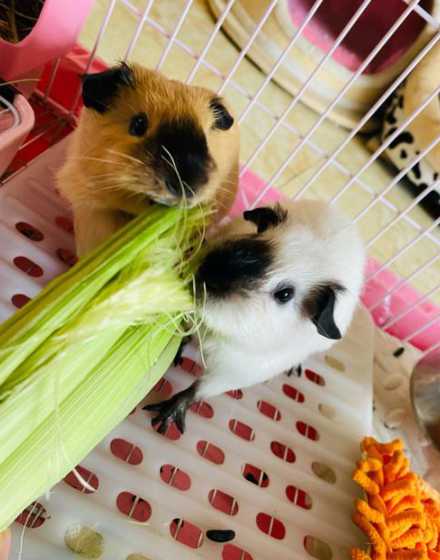 玉米秆猪吃了有什么好处 猪吃玉米秸秆吗