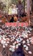 母鸡吃什么激素会多下蛋 鸡吃什么容易下蛋多