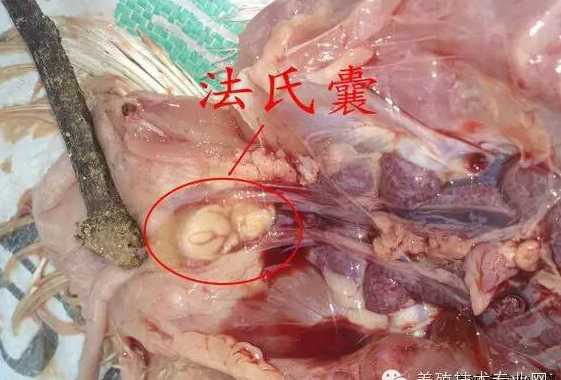 采取鸡法氏囊应注意什么 鸡法氏囊的临床症状,防治措施