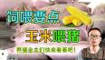 养猪为什么不能吃新玉米 养猪单喂玉米为什么长得慢