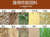 发酵饲料可以长期喂猪吗 用发酵饲料喂猪的优点和缺点有哪些