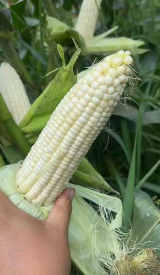 甜玉米成熟后能做饲料吗 甜玉米和糯玉米的区别