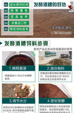 大米酒糟喂猪有什么弊端 酒糟喂猪有好处吗