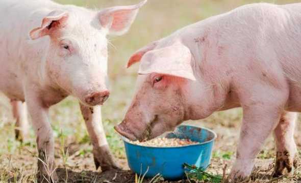饲料可以和玉米一起喂猪 玉米粉浓缩糖喂猪