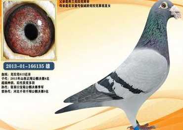 鸽子目前市场价格是多少 鸽子的价钱一般是多少钱一只呢