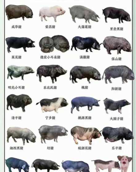 2024一整只猪多少钱 2024年猪价是多少