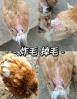 鸡尾巴断毛是什么引起的 剪狗尾巴的原因是什么:这个原因你知道吗