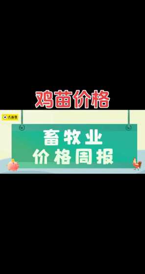 山东鸡苗养殖多少钱一只 养殖鸡苗需要多少成本,鸡苗多少钱一只