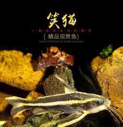 笑猫鱼到底是一种什么鱼 笑猫鱼会吃小鱼吗