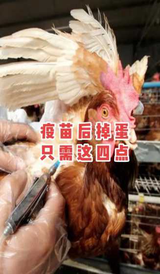 蛋鸡高峰期掉蛋是为什么 蛋鸡每天减蛋是什么原因