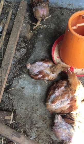 鸡啄毛是什么原因引起的 家养的小野鸡为什么啄毛