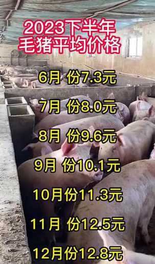 国外毛猪什么价格是多少 现在毛猪收购价格多少钱一斤2024年9月份猪价还会上涨吗