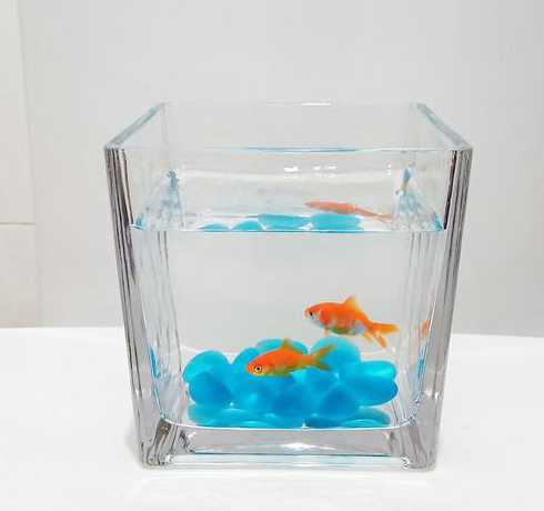 小鱼缸必备用品都有什么 鱼缸养鱼必备用品