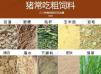 喂猪是玉米好还是豆粕好 豆粕喂猪有什么好处