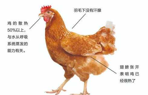鸡饲料应激反应一般几天 鸡饲料可以喂猪吗