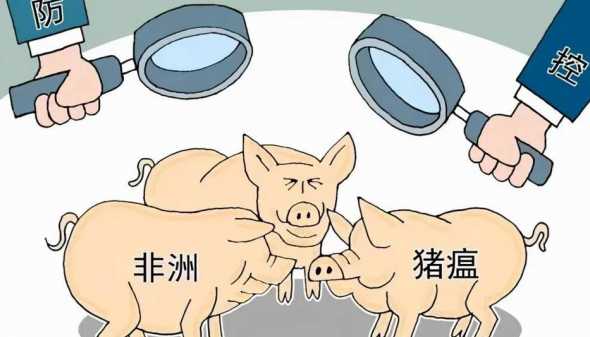 为什么大猪场容易得猪瘟 一个猪场得了慢性非洲猪瘟里面的猪是不是全部都死